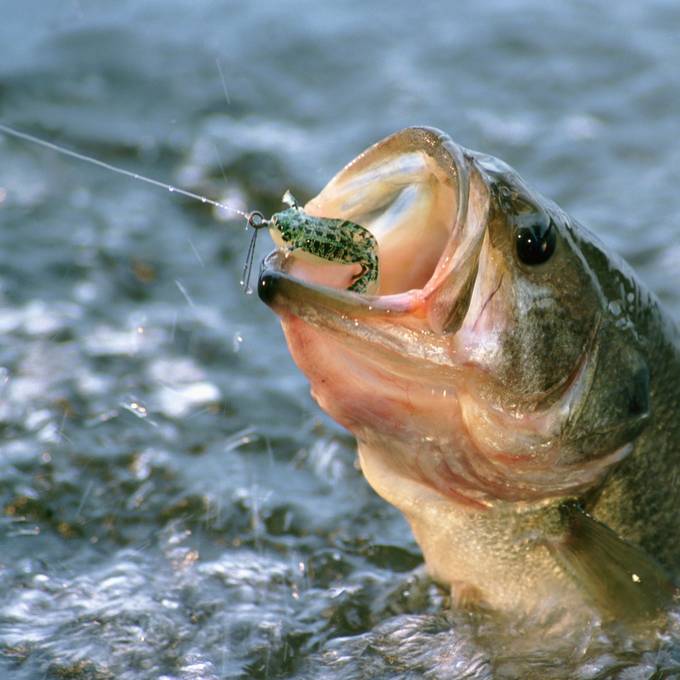 Harmloses Fischen im Zürichsee könnte für Hobbyangler vor dem Bezirksgericht enden