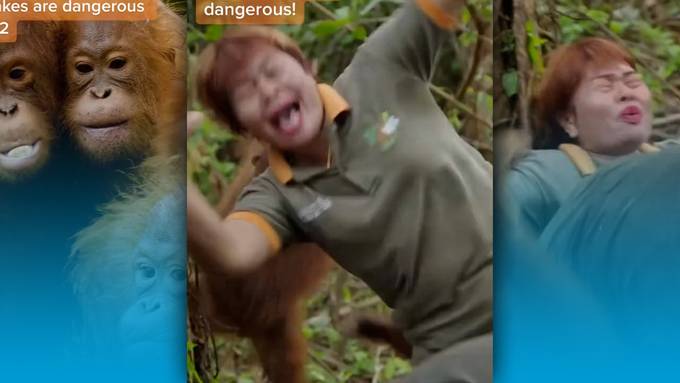 So bringt man Orang-Utans die Angst vor Schlangen bei