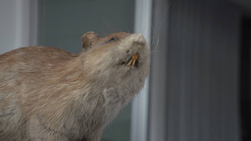 Schädlingsbekämpfer erklären die Rattenplage im Coop Stadelhofen