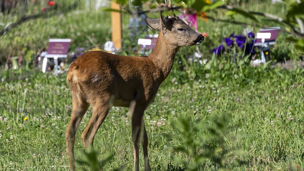 Das Vertreiben der Winterthurer Friedhofs-Rehe war offenbar nicht nachhaltig. Anfang Woche sind einige Tiere zurückgekehrt. Im Bild ein Reh auf dem Basler Friedhof am Hörnli. Dort wurde das Problem mit einer Umsiedlung in den Jura gelöst. (Symbolbild)