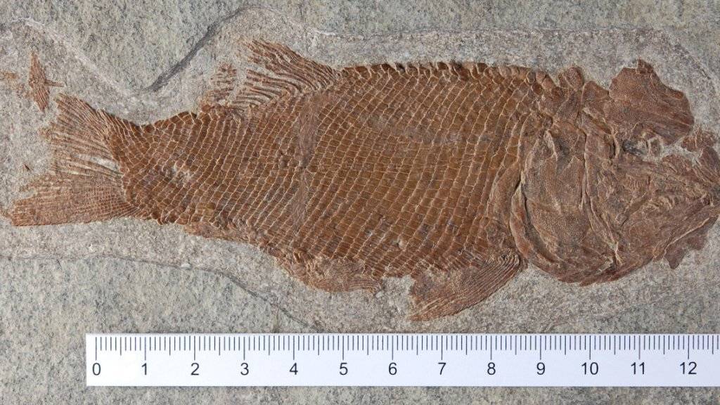 Ticinolepis longaeva lebte vor ungefähr 240 Millionen Jahren.