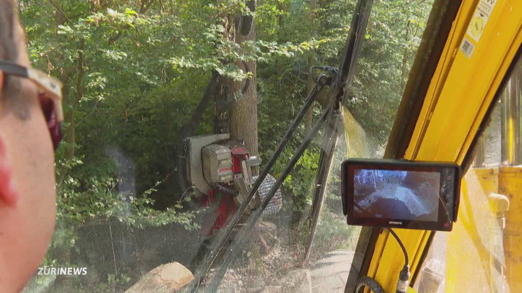 Nach dem Hagel: 2500 Bäume müssen bei Steinmaur gefällt werden