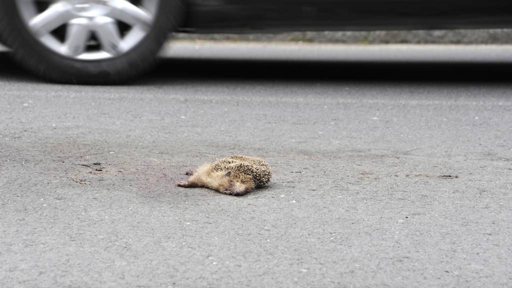 Tote Tiere am Strassenrand – so werden sie beseitigt