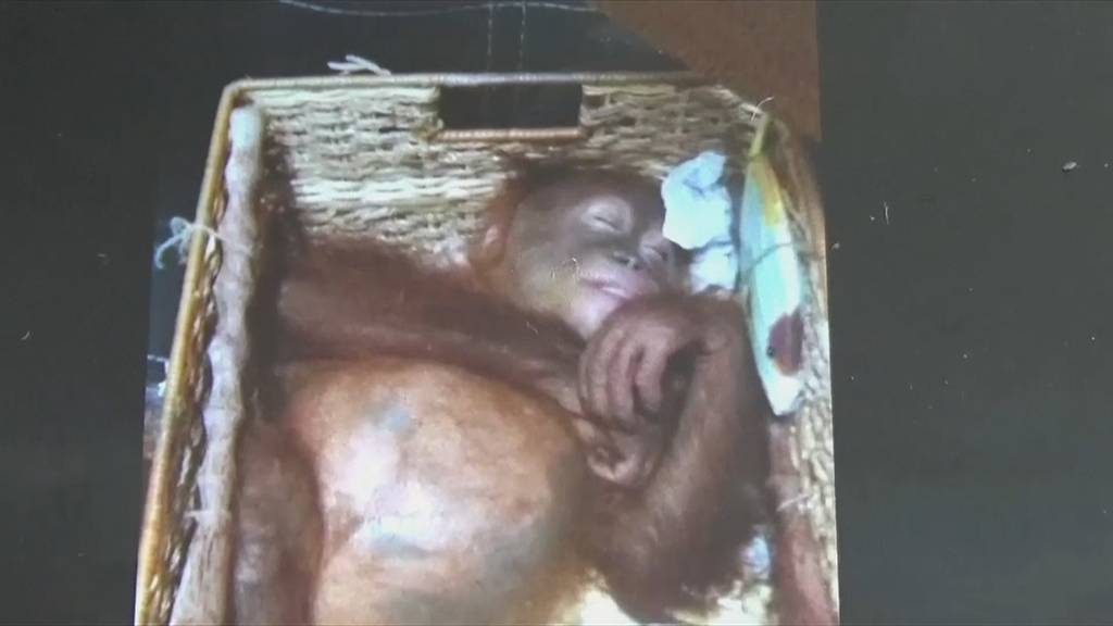 Orang-Utan-Baby vor Schmuggel gerettet