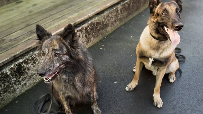 Hunde tauschen Gefälligkeiten auf unterschiedliche Arten aus