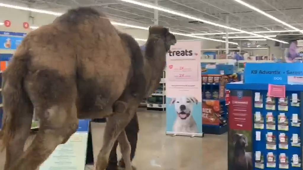 Besitzer spaziert mit Kamel in Tierhandlung