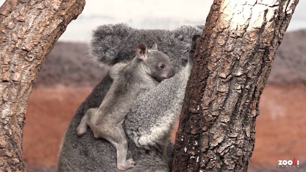 Das erste Koala Baby im Zoo Zürich ist eine kleine Sensation.