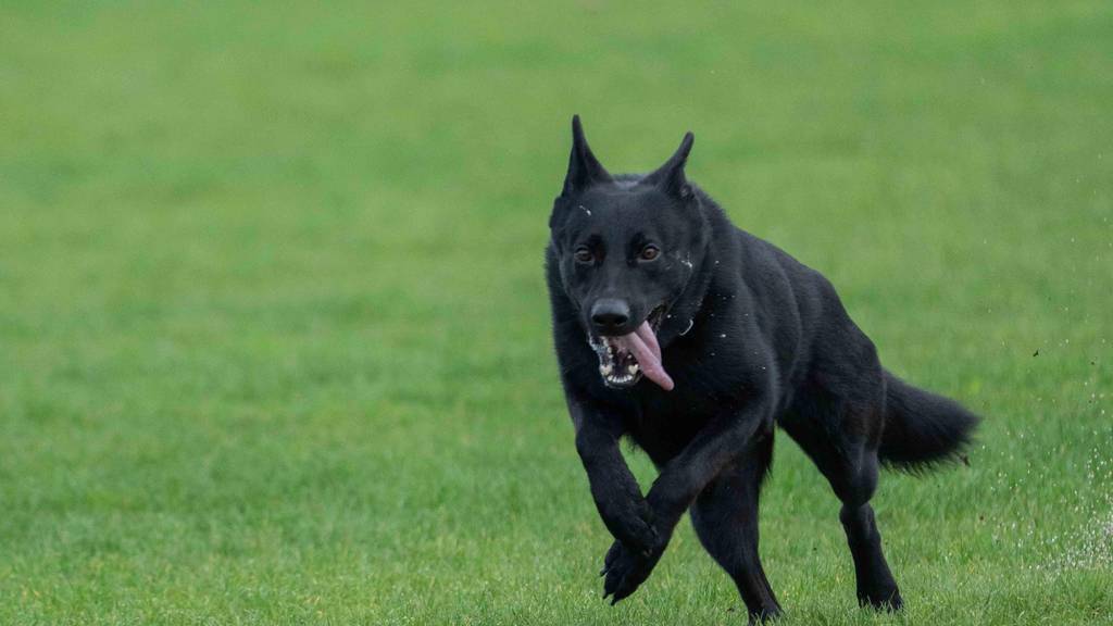 Polizeihündin Paya gewinnt die Polizeihundeprüfung Zug