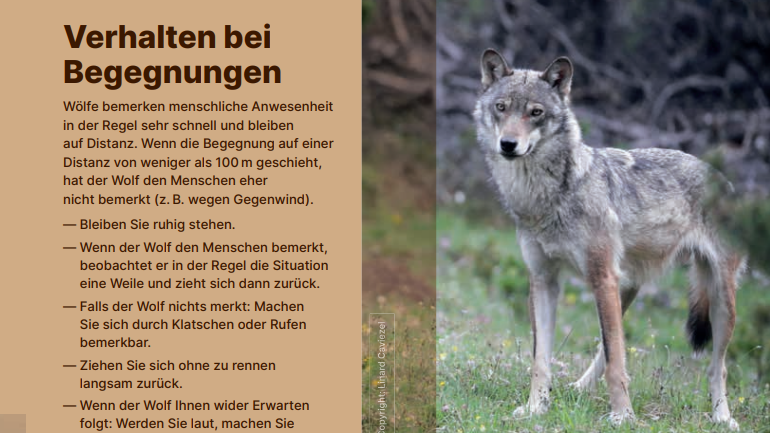 Tipps Umgang Wolf Stiftung KORA
