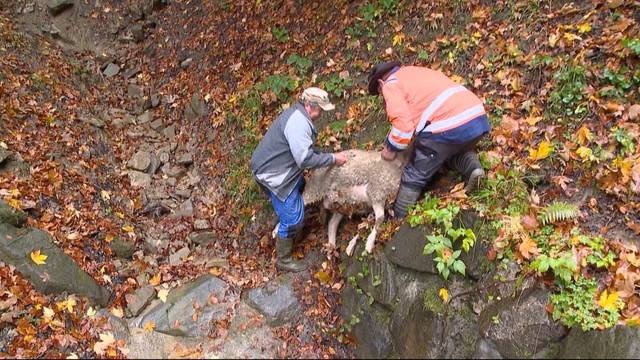 Der Wolf hat wieder zugeschlagen