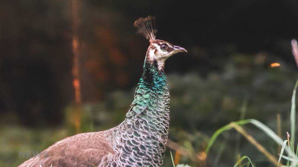 Unglaublich aber wahr: Ein Pfau stolziert durch einen Emmentaler Wald