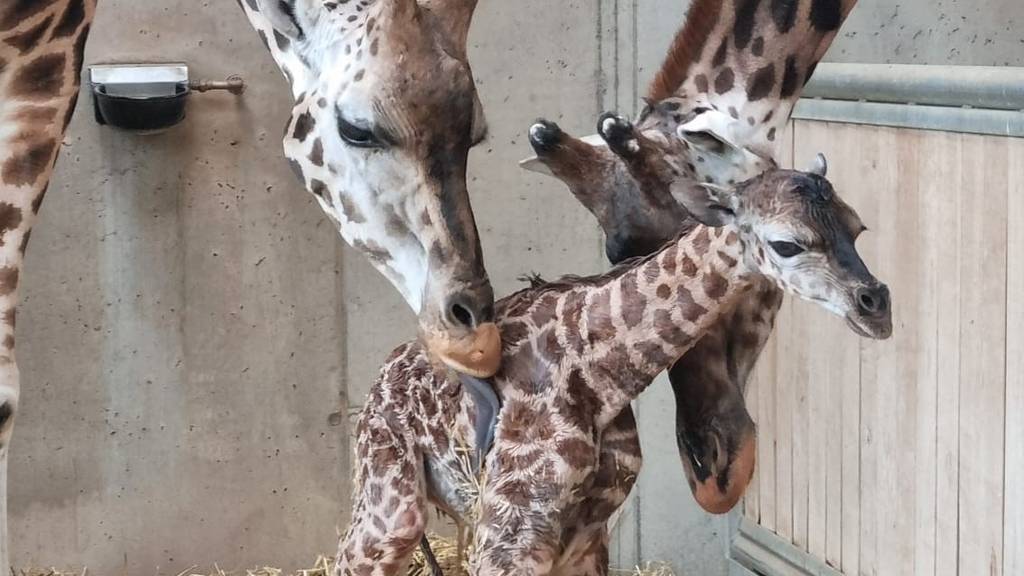 Knies Kinderzoo freut sich über Giraffenbaby