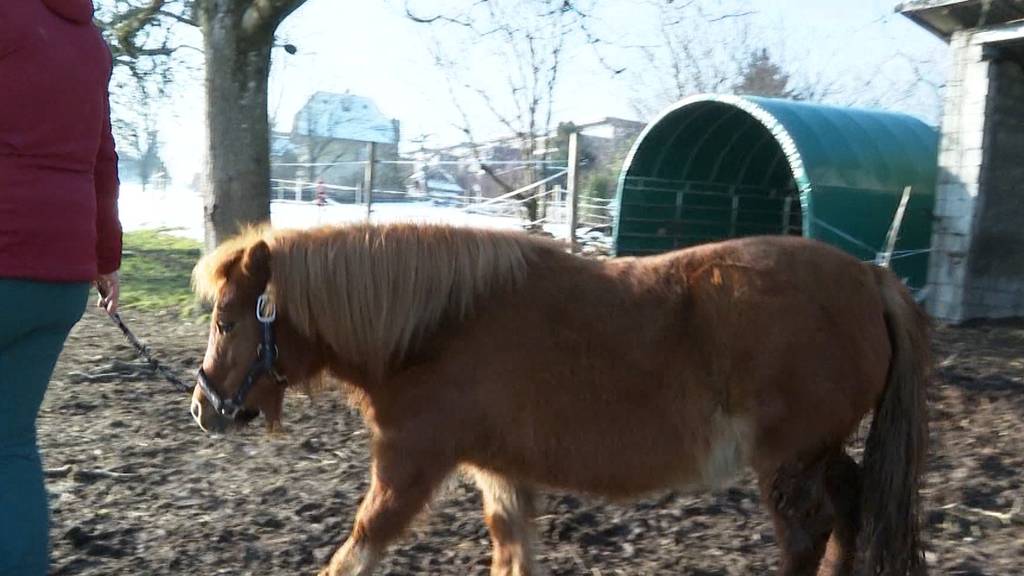 Frau findet ausgebüxtes Shetlandpony: «Die Polizei dachte, ich bin betrunken»