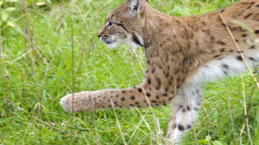 Ein Luchs ist mutmasslich für zwei Schafsrisse auf dem Gemeindegebiet von Galgenen SZ verantwortlich. (Symbolbild)