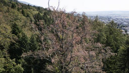 Auf der Suche nach dem Wald der Zukunft