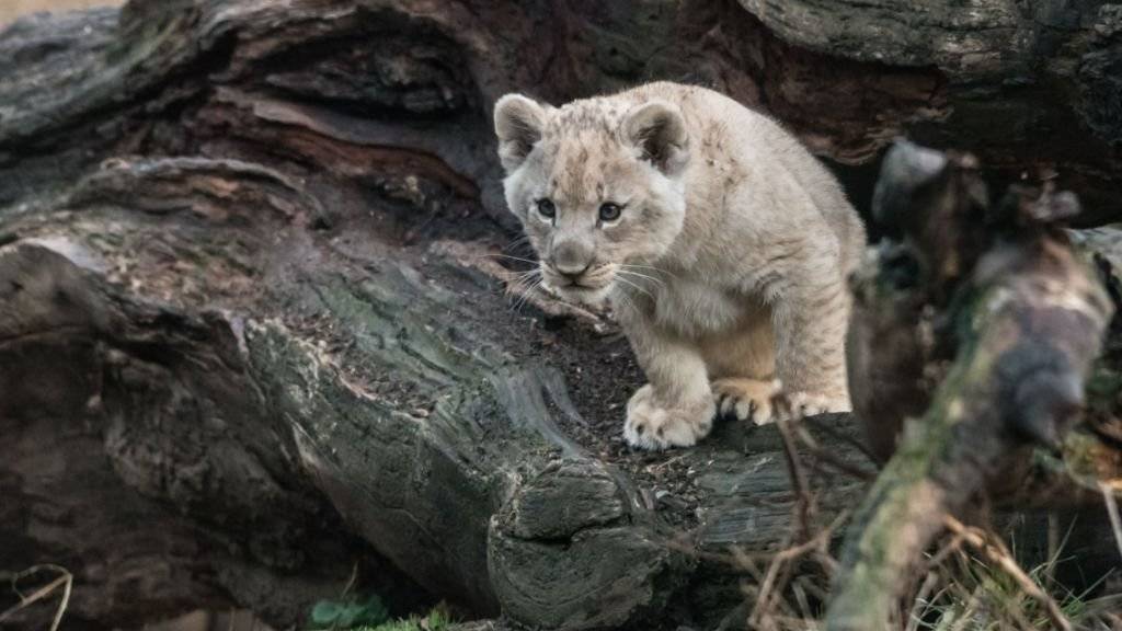 Eines der beiden im Dezember geborenen Löwenbabys erkundet neugierig die Aussenlage im Zoo Basel.