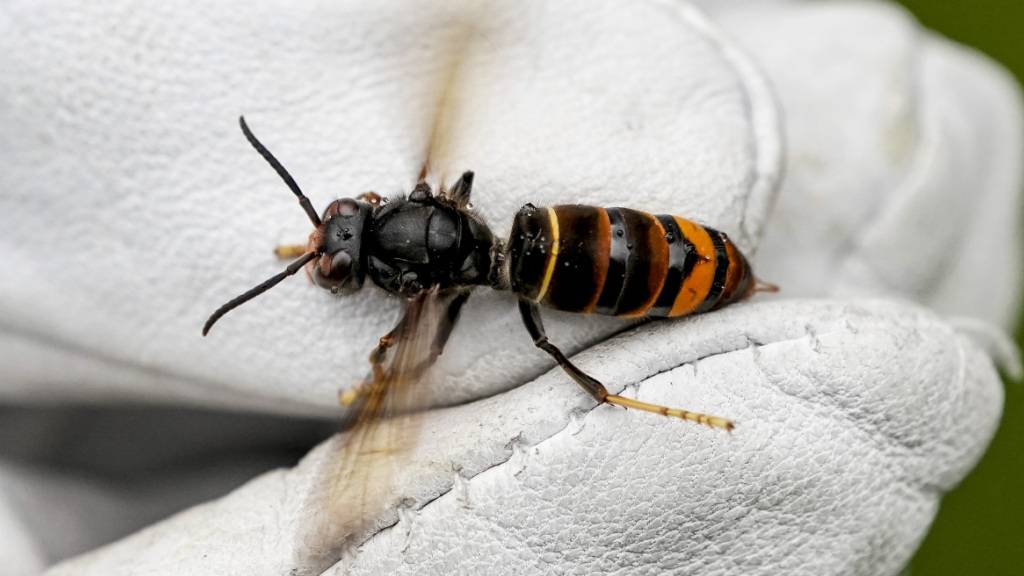 Die Asiatische Hornisse wird nun auch im Thurgau bekämpft. (Symbolbild)