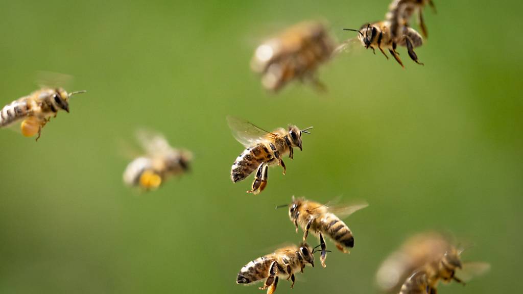 Das brauchst du für ein Bienenhotel