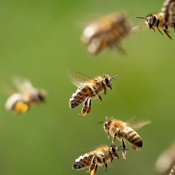 Das brauchst du für ein Bienenhotel