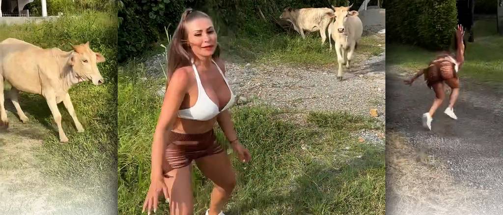 Kuh verjagt Playboy-Model von ihrer Wiese