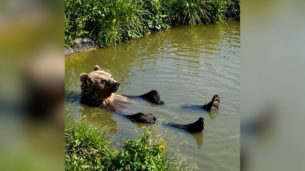 Bärenstarke Abkühlung im Arosa Bärenland