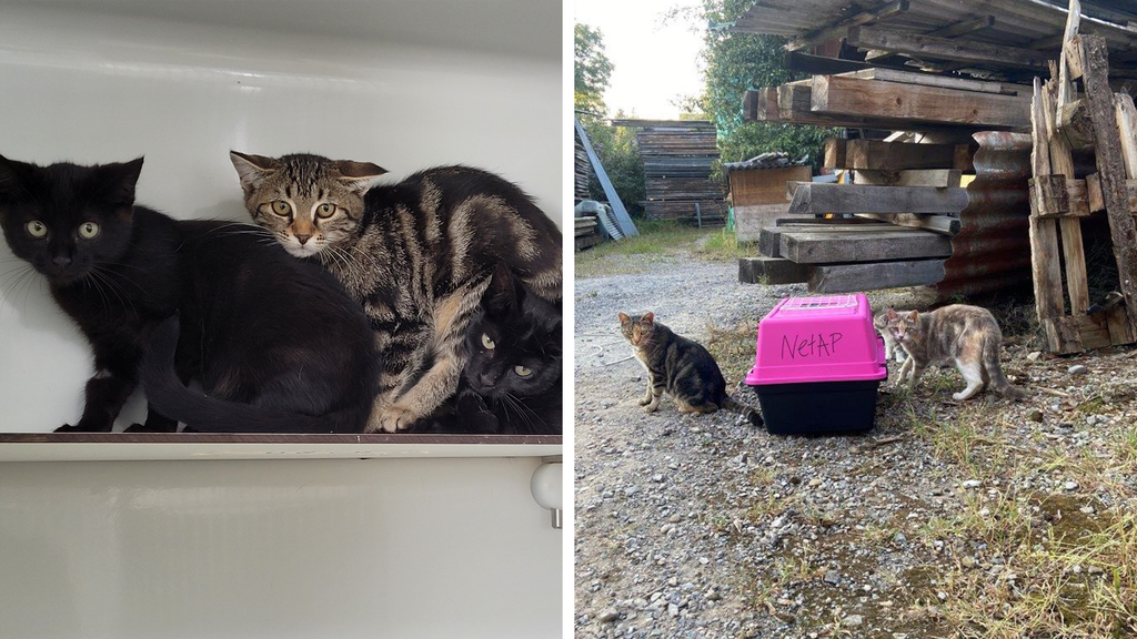 «Mir sind pumpävollä» – Tierheim platzt vor lauter Katzen aus allen Nähten