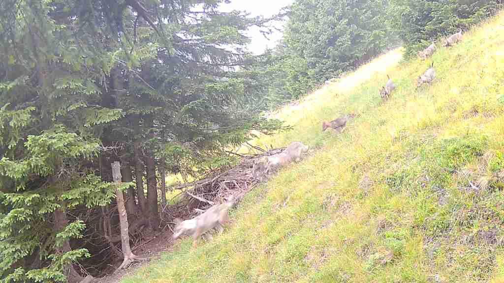 Eine Fotofall konnte am Montagmorgen zwei ausgewachsene Wölfe mit fünf Welpen im Calfeisental festhalten.