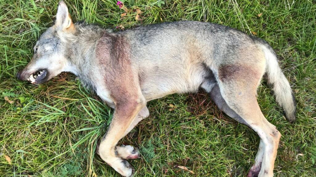 Der getötete Wolf soll am Institut für Tierpathologie der Universität Bern identifiziert werden.