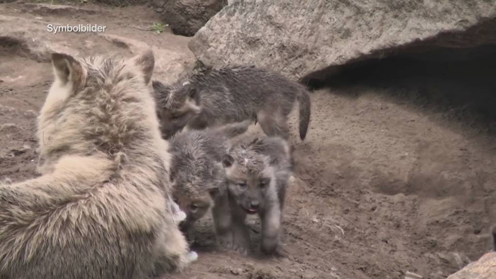 Im Visier: Kanton SG gibt Jungwölfe zum Abschuss frei und löst Kritik aus