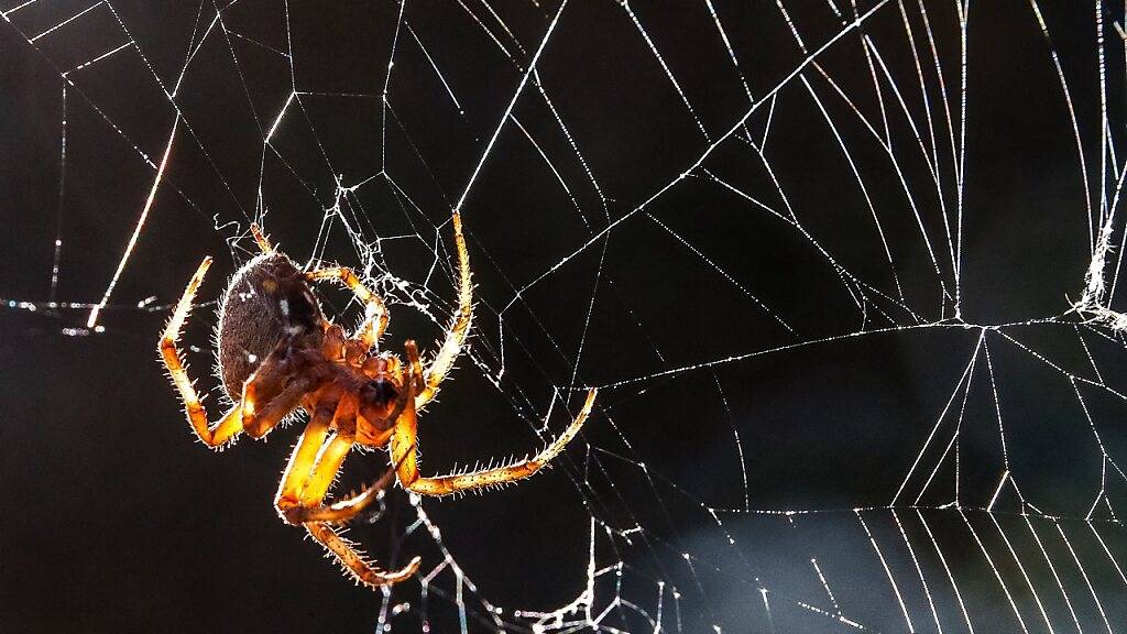 Spinnen bauen ihre Netze auf der Erde asymmetrisch. In der Schwerelosigkeit spinnen sie die Netze hingegen symmetrischer, zumindest in der Dunkelheit. (Archivbild)