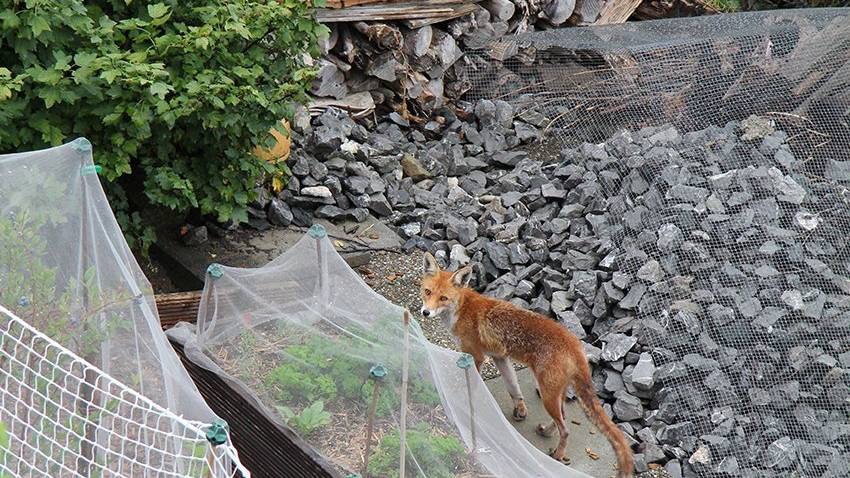 Erwischt: Ein Fuchs in der Stadt St.Gallen