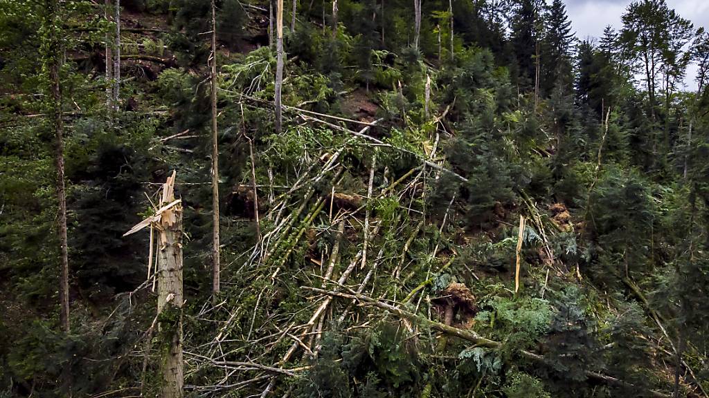 Sturmböen führen  in den Schweizer Wäldern häufig zu Fallholz. (Archivbild)