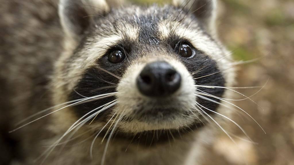 Die niedlichen Waschbären, hier ein Exemplar aus dem Tierpark Weihermättli in Liestal BL,  sind Problembären. (Archivaufnahme)