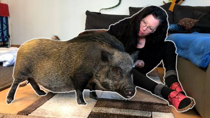 Aussergewöhnliche WG: Diese Frau lebt mit Schweinen