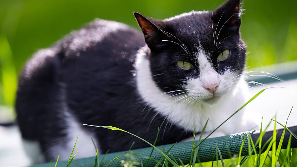 Katzen schnurren laut einer neuen Studie anders als bisher angenommen. (Archivbild)