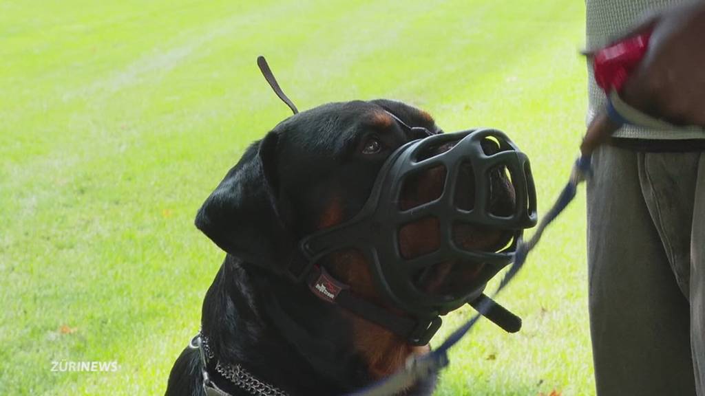 Nach Attacke auf Chihuahua: Rottweiler-Besitzer spricht
