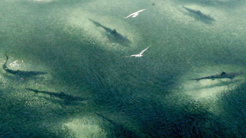 Drohnen sollen in Australien Haie in Strandnähe aufspüren und Schwimmer warnen. (Symbolbild)