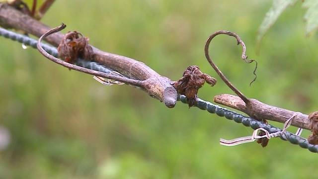 Riesenschaden bei Aargauer Winzer