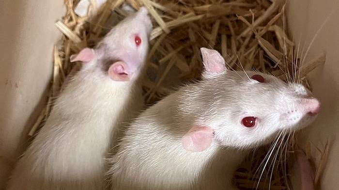 White, Bianca & Blanche