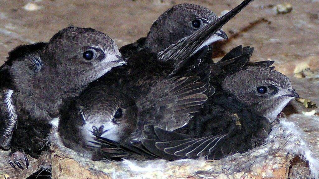Tipps aus der Vogelwarte: So überstehen Vögel die Sommerhitze