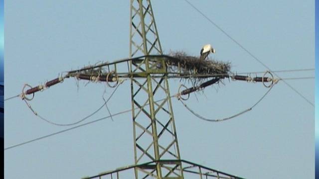 Geschützter Storch aus Deitingen vertrieben