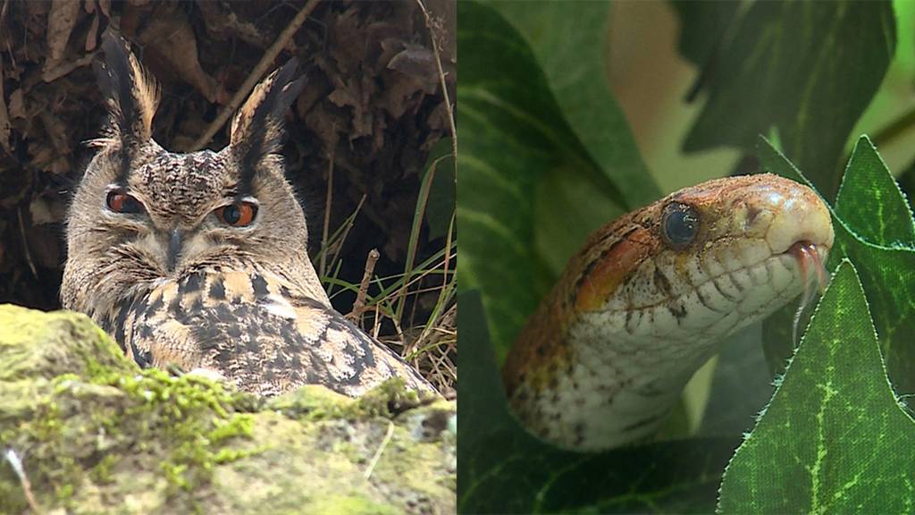 Tierpark Biel / Reptilien suchen ein Zuhause