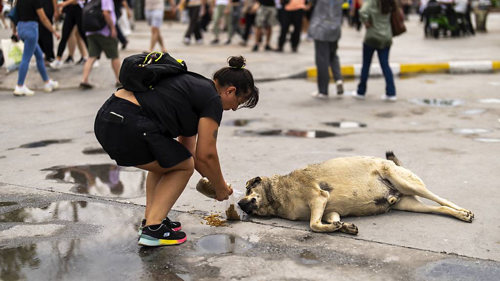 Eine Frau füttert einen streunenden Hund in Istanbul. (Archivbild)