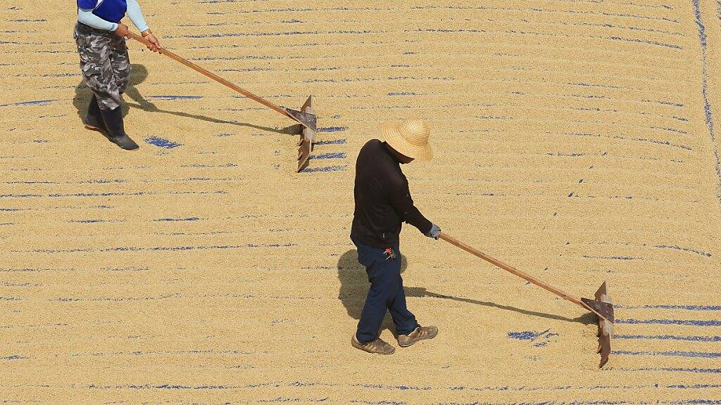 Südkoreanische Forscher wollen die Ernährung revolutionieren