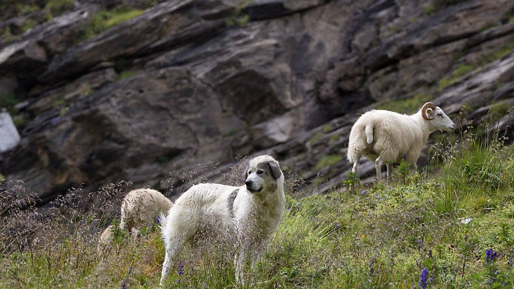 Ein Herdenschutzhund am Bündner Calanda bewacht eine Herde Schafe. Ob das noch wirksam ist, darüber gehen die Meinungen auseinander. (Archivbild)