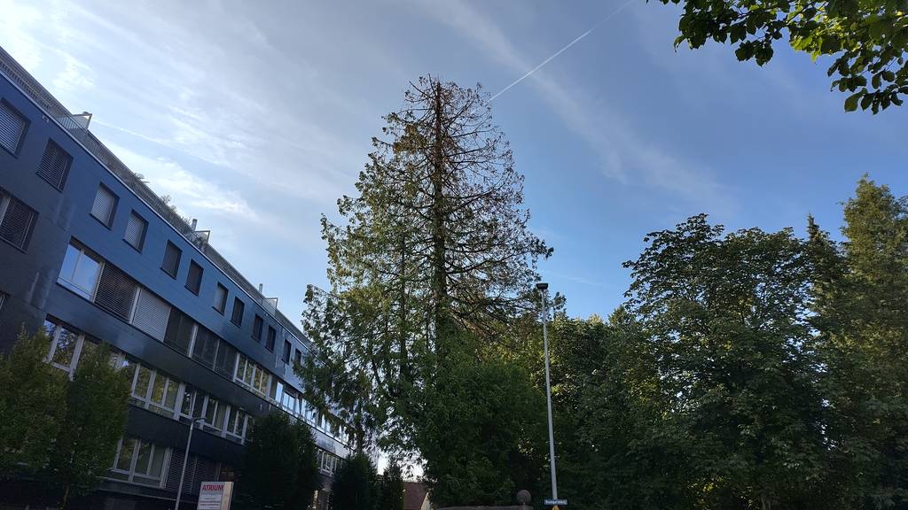 Stadt Aarau muss riesigen Baum auf dem Friedhof fällen