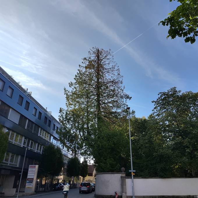 Stadt Aarau muss riesigen Baum auf dem Friedhof fällen