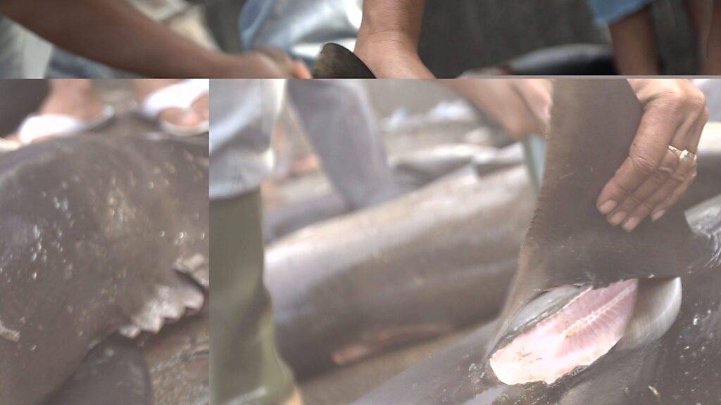 Die Polizei in Panama hat mehr als sechs Tonnen Haiflossen sichergestellt. Nach Angaben der Behörden vom Donnerstag wurden bei einer Polizeiaktion fünf Menschen festgenommen. (Archivbild)