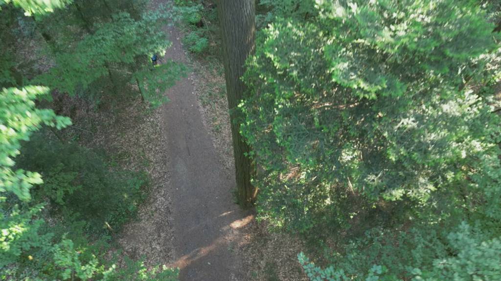 In Küssnacht steht der höchste Baum der Schweiz