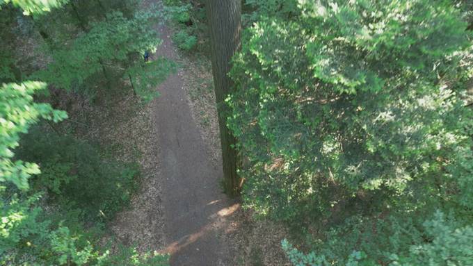 In Küssnacht steht der höchste Baum der Schweiz